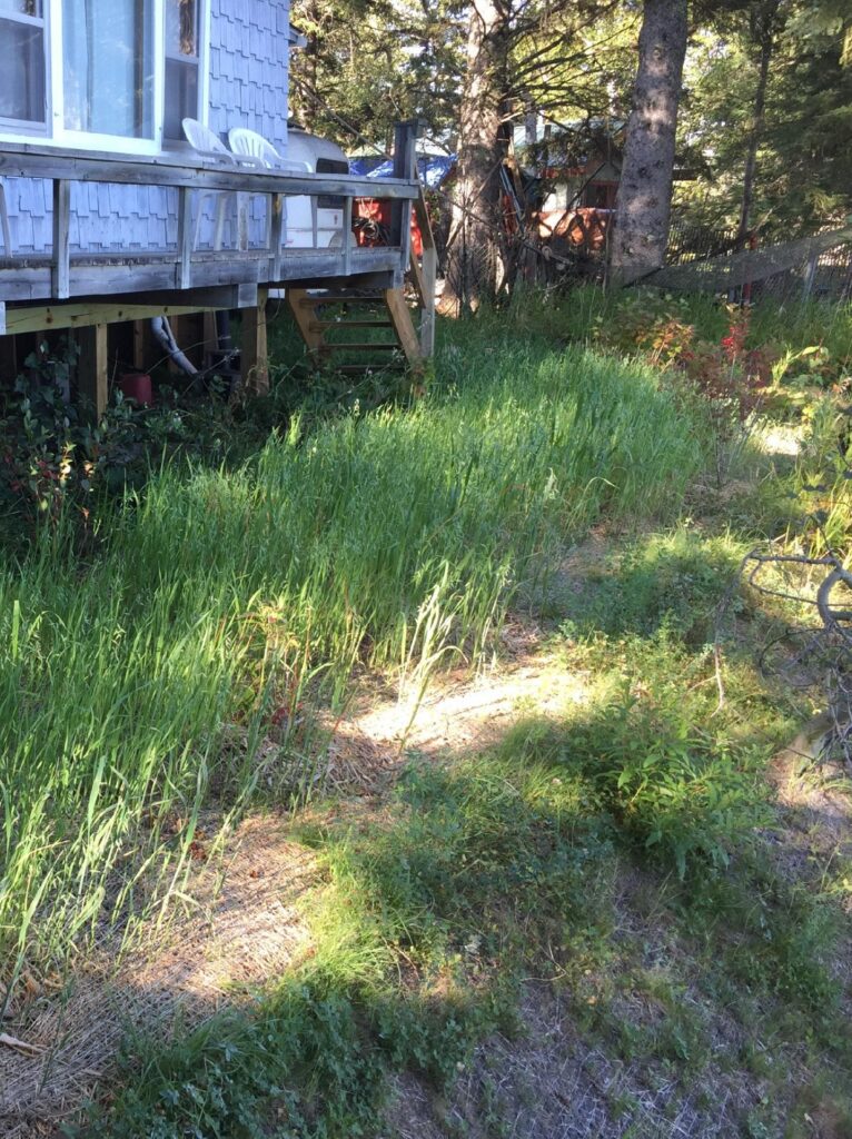 Native planting next to house
