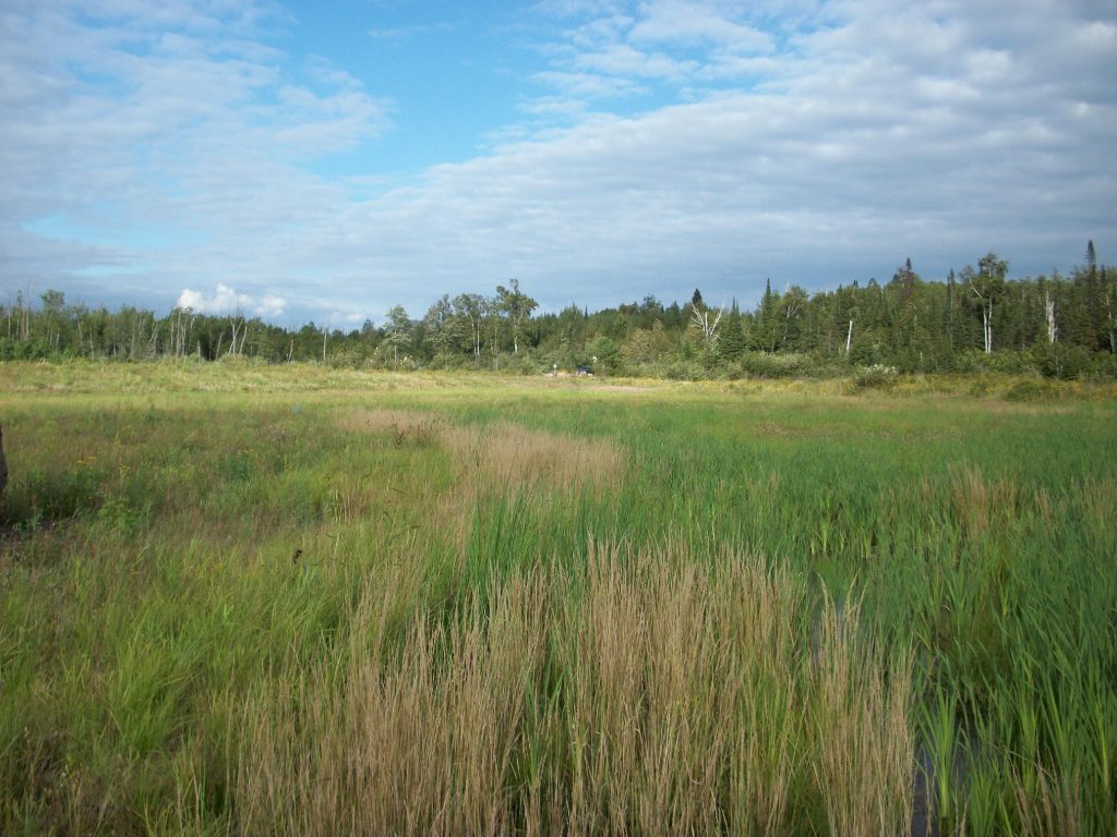 Wetlands with tall grasses