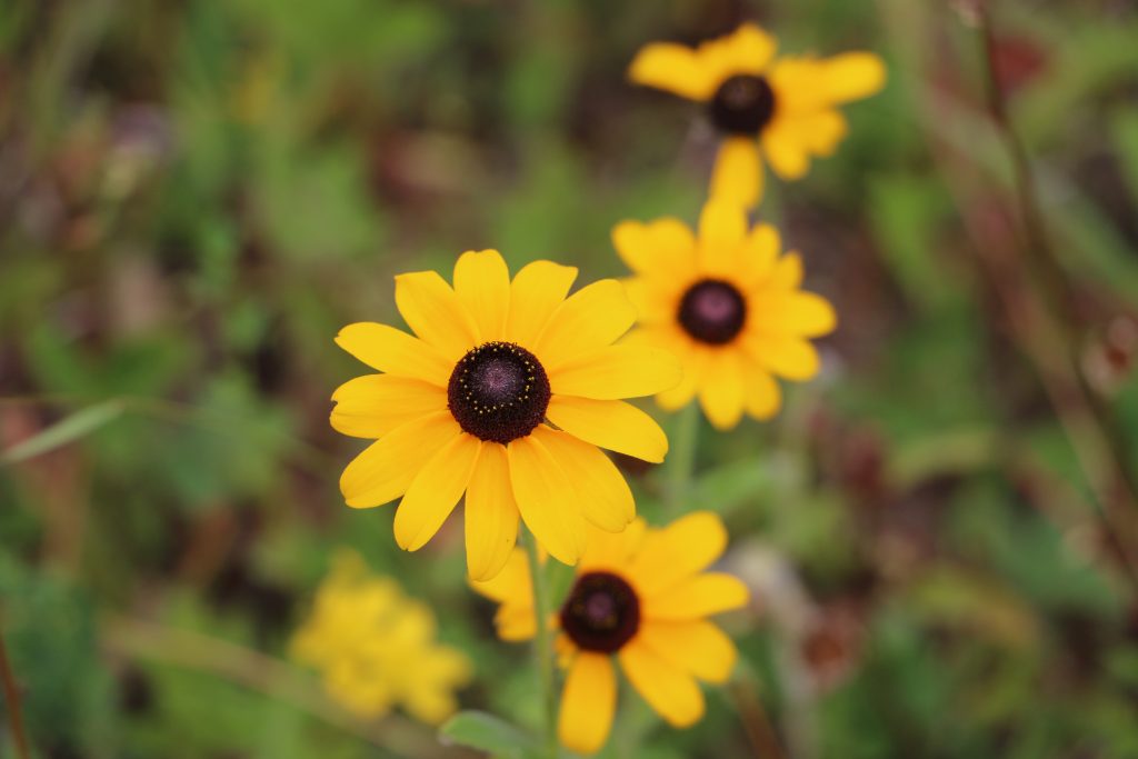 Yellow and black flowers
