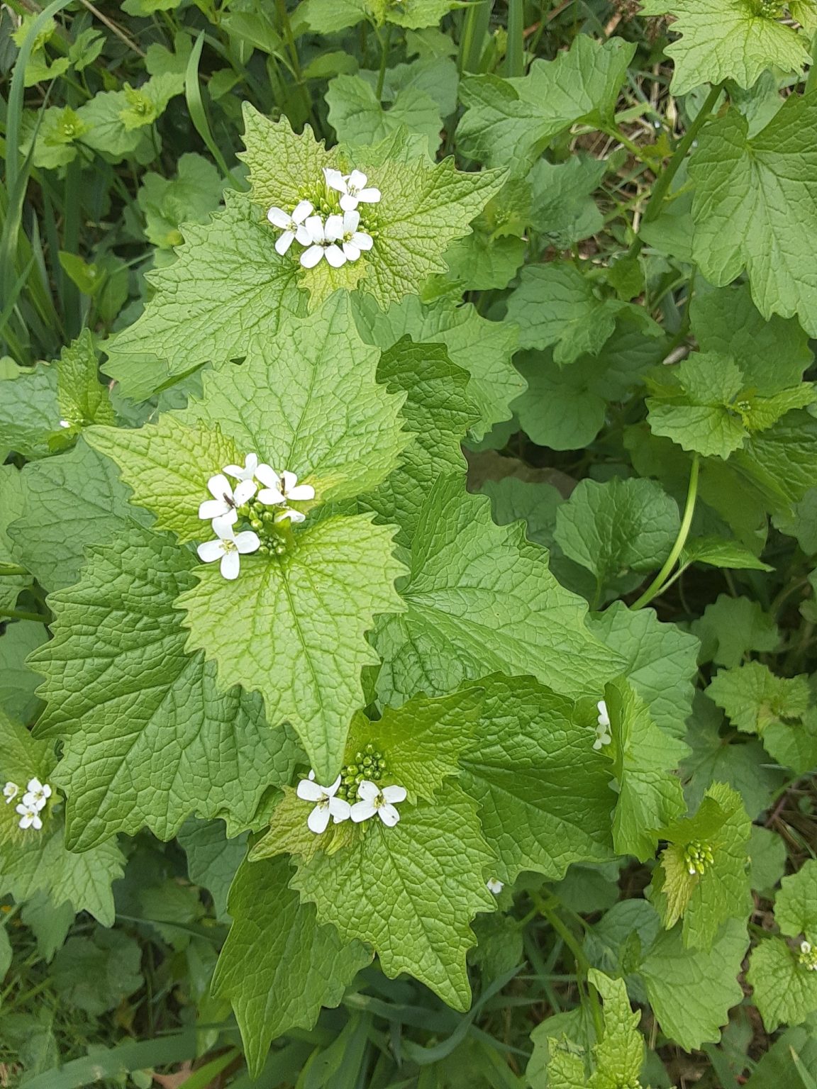 Terrestrial Invasive Species Lake County, MN